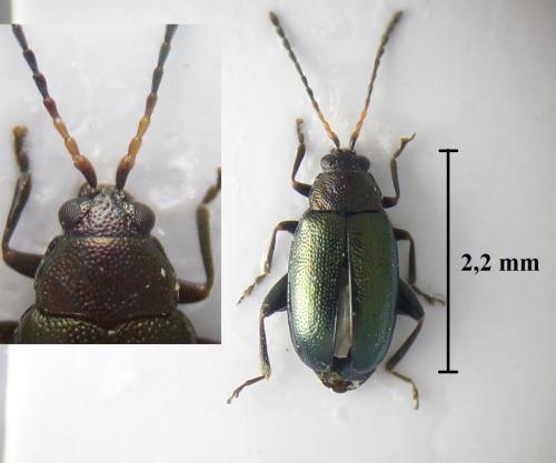 Phyllotreta corrugata